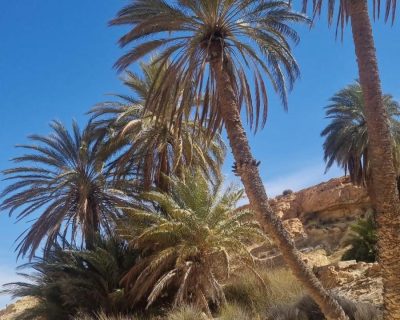 IMG-20250225-WA0031 IMG-20250225-WA0031